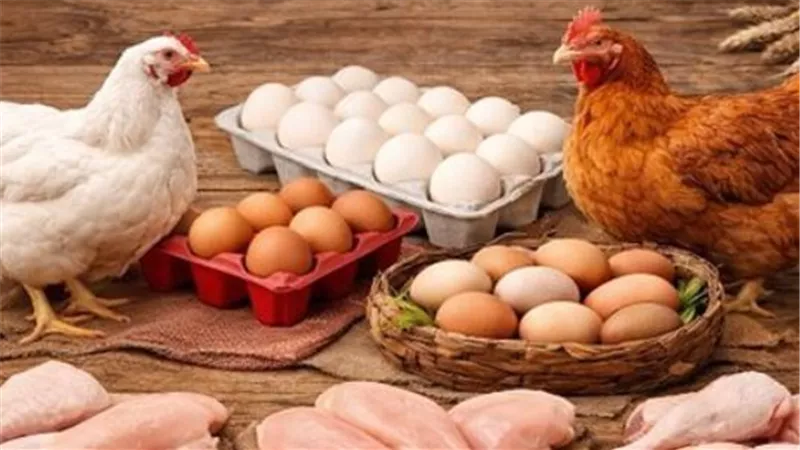 قبل شراء وجبة الغداء.. أسعار الفراخ اليوم كاملة من المزرعة إلى المستهلك