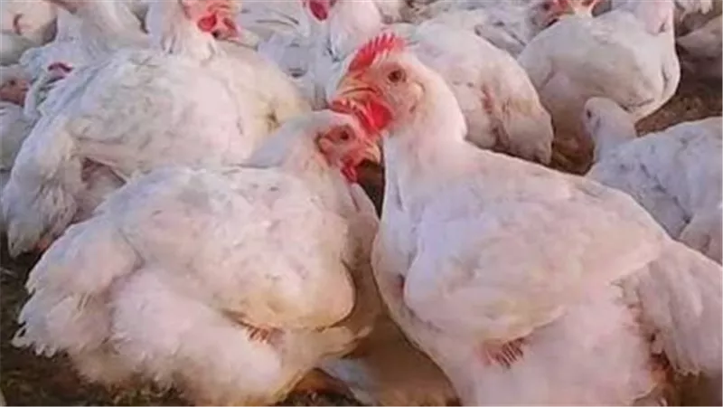 أسعار الدواجن اليوم الأربعاء.. الفراخ البيضاء والساسو والبلدي في الأسواق