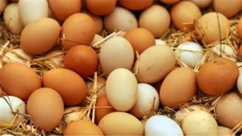 أسعار الفراخ البيضاء اليوم.. كم يبلغ سعر الكيلو من المزرعة للمستهلك؟