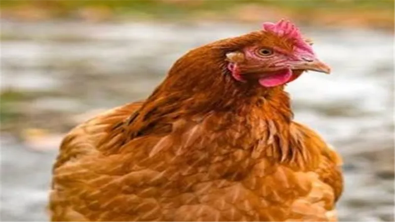 أسعار الدواجن والبيض اليوم الأربعاء.. سعر البانيه وكرتونة البيض الأحمر