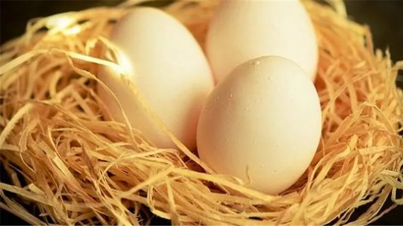 تعرف على فوائد أكل بيض الحمام