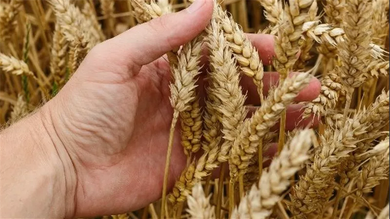  المغرب يتوقع أن يفقد 53% من محصوله من الحبوب.. بسبب الجفاف