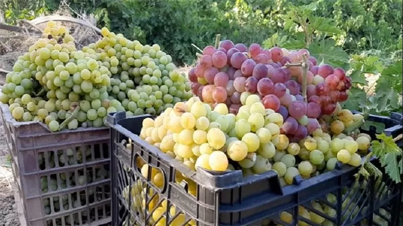  الخبراء يكشفون أهمية تناول 