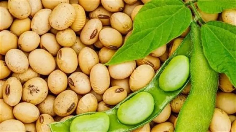 كيف يعد فول الصويا من الأغذية المثيرة للجدل؟