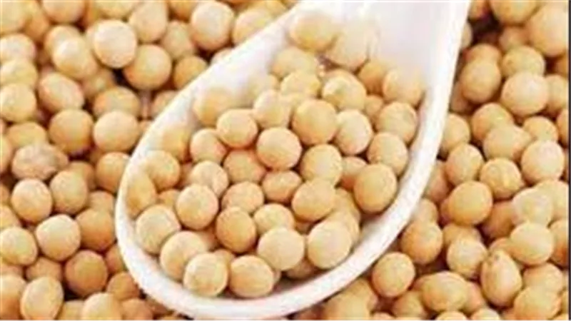 فول الصويا.. من الأغذية المثيرة للجدل 