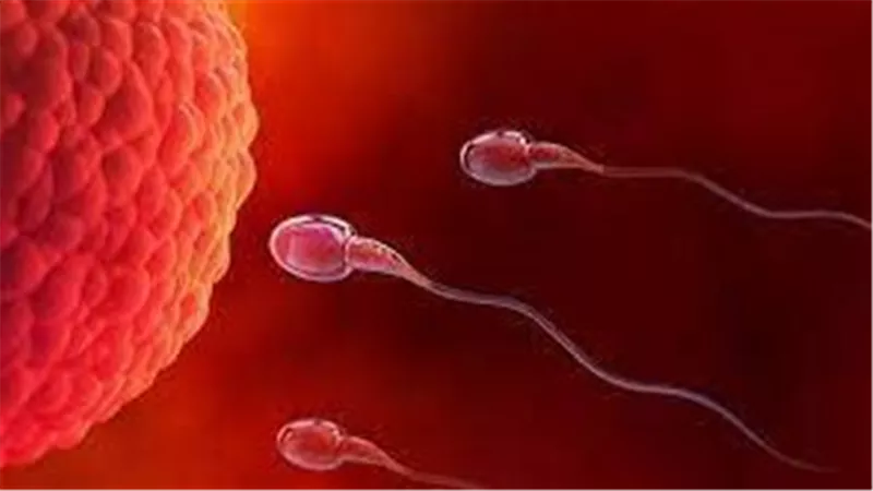  ما هو أثر البدانة على عدد الحيوانات المنوية لدى الرجال؟
