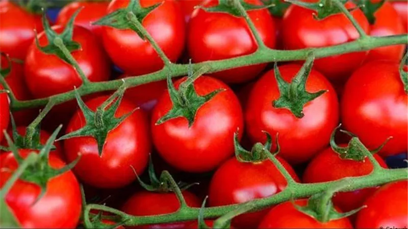 خبيرة تغذية: الطماطم مفيدة ولكن يجب تناول ثمارها الناضجة فقط