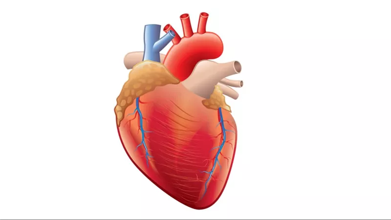 بالأعشاب والأدوية.. طرق علاج ضعف عضلة القلب