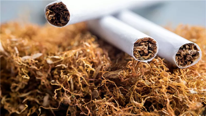 صناعة التبغ.. ما حجم تأثيرها على البيئة؟