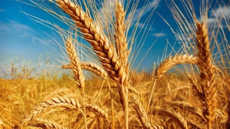 في ظل الحرب المشتعلة.. كم تبلغ صادرات أوكرانيا من الحبوب والبقول؟