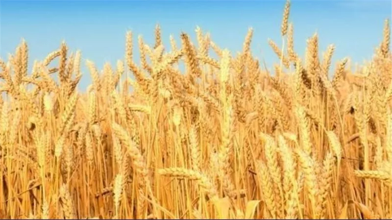 توقيع اتفاق تصدير الحبوب الأوكرانية برعاية الأمم المتحدة في تركيا