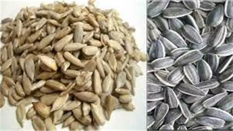 ماذا يحدث عند تناول بذور عباد الشمس؟.. خبيرة تغذية توضح