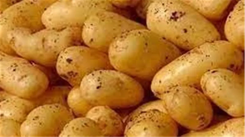  اكتشاف مضاد حيوي جديد مضاد للفطريات