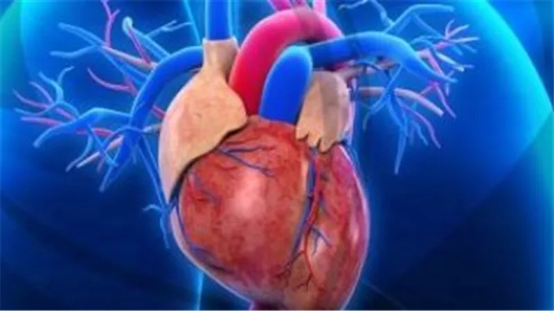 نسبة ضعف عضلة القلب.. المضخة الدائمة للحياة 